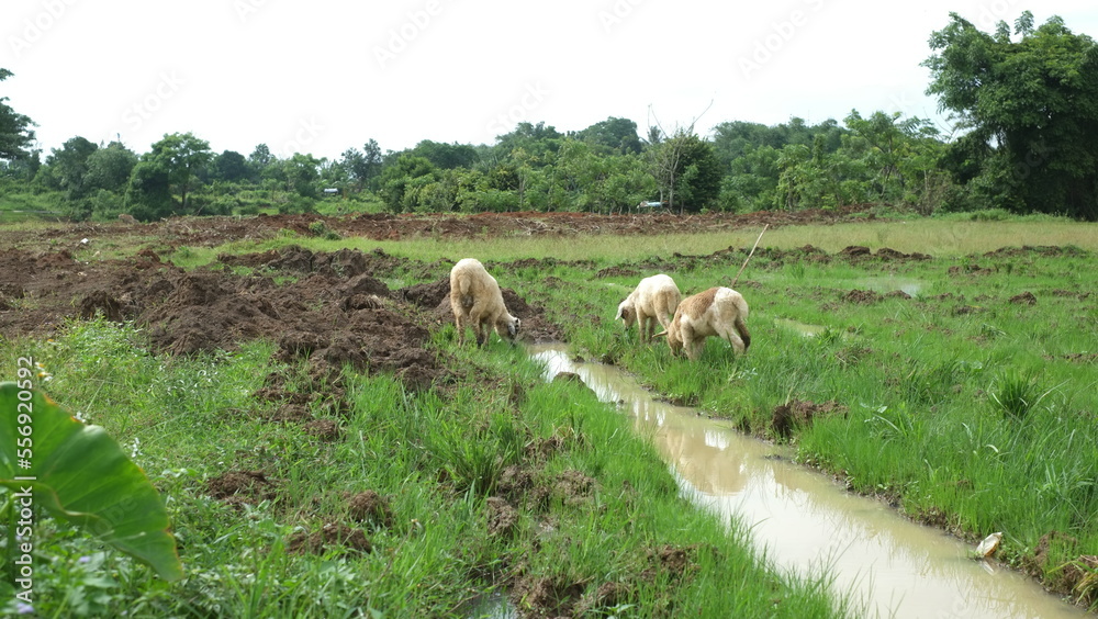 Fototapeta premium Sheep foraging in the meadow where there are lots of puddles