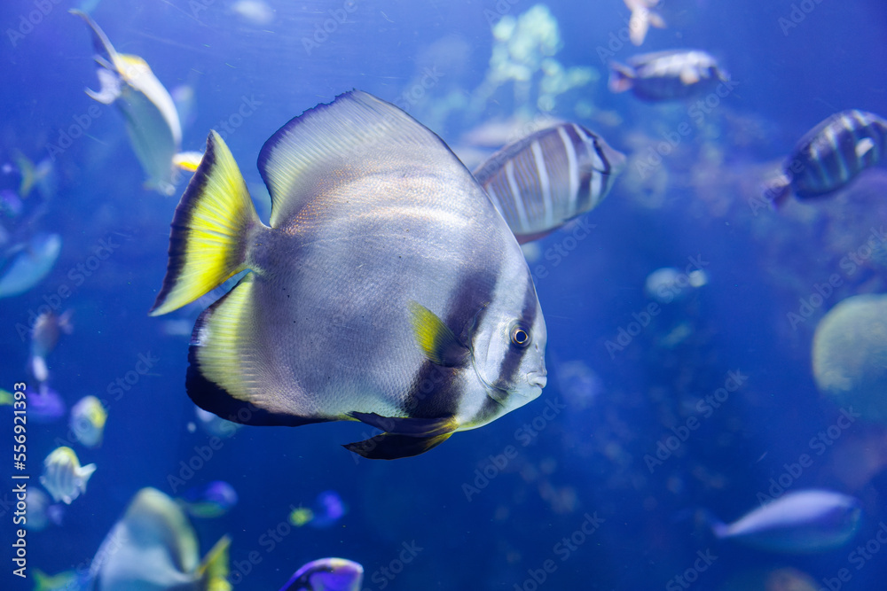 Fototapeta premium Platax Teira, also known as the Teira Batfish, longfin Batfish, longfin Spadefish, or Round faced Batfish Swimming inside Blue Aquarium Tank