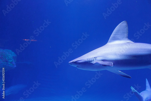Medium Sized Shark inside an Aquarium  Fish Theme