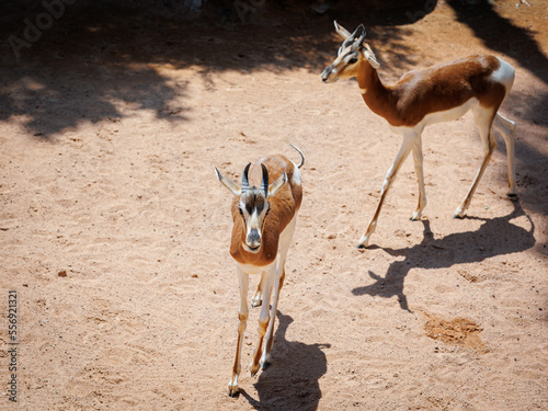 The Dama Gazelle - Nanger dama - also known as the Addra Gazelle or Mhorr Gazelle photo