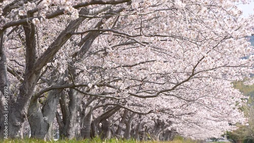 Wallpaper Mural 満開の桜が散っているローアングル4Kスローモーション動画 Torontodigital.ca