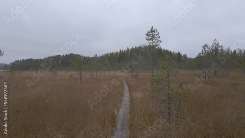 A fairytale swamp. Koli National Park in Finland. photo