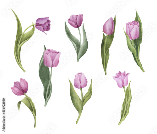 Tulip flowers clipart collection. Pink tulips set. Watercolor botanical illustration. Perfect for wedding invitations  cards design