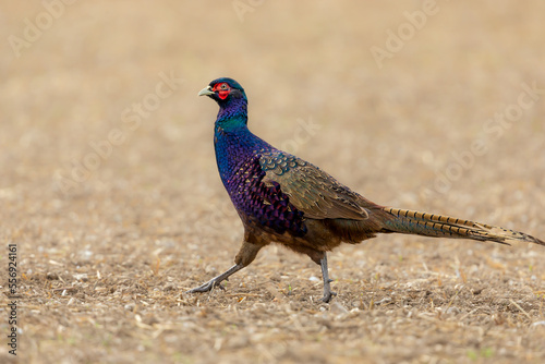 Canvas-taulu Pheasant, male, mutant melanistic common ring-necked pheasant in Autumn with brilliant, colouful plumage