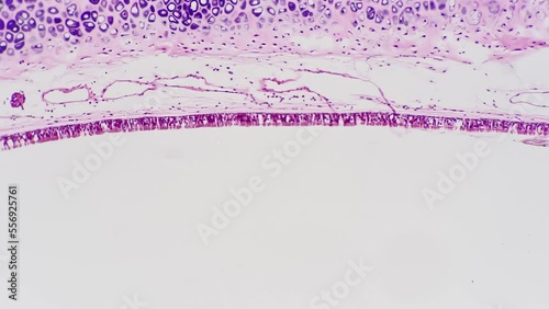 Pseudo stratified ciliated columnar epithelium of human being under microscope 40x on bright field background. Scientific sample of single layer of cells which function is absorption or secretion photo