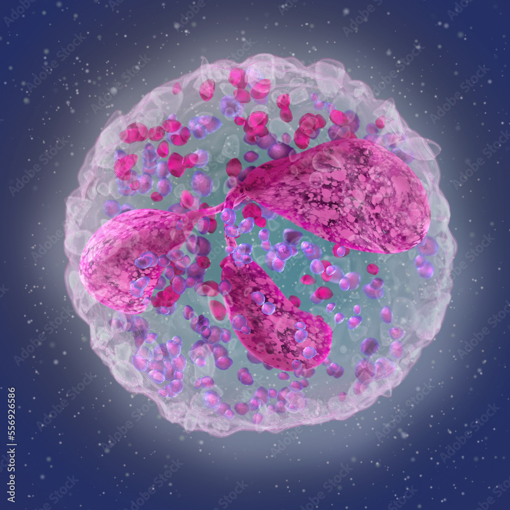 Medical science background, Neutrophils, a large group of leukocyte granulocytes, are part of innate immunity, the main function is phagocytosis of pathogenic microorganisms, 3d rendering - obrazy, fototapety, plakaty 