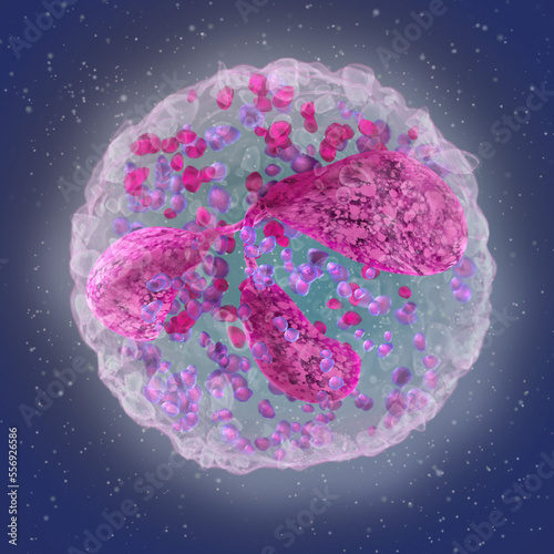 Medical science background, Neutrophils, a large group of leukocyte granulocytes, are part of innate immunity, the main function is phagocytosis of pathogenic microorganisms, 3d rendering photo