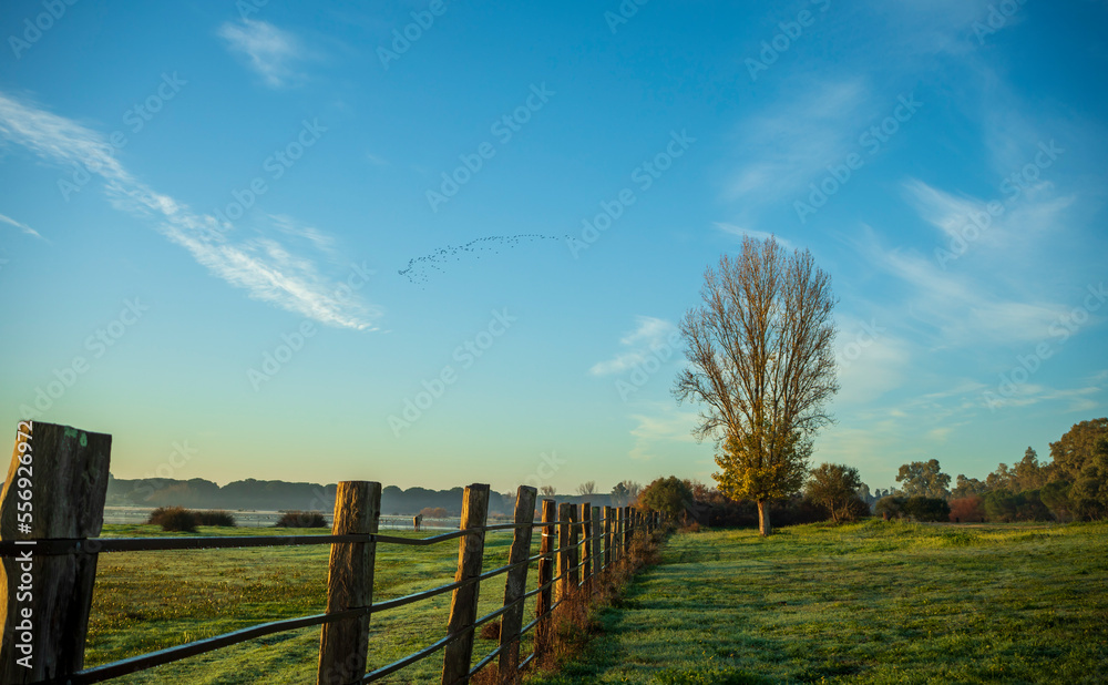 Scenic landscape in the early morning with wooden fence, grass, tree, lake and flock of birds in the blue sky in Donana National Park