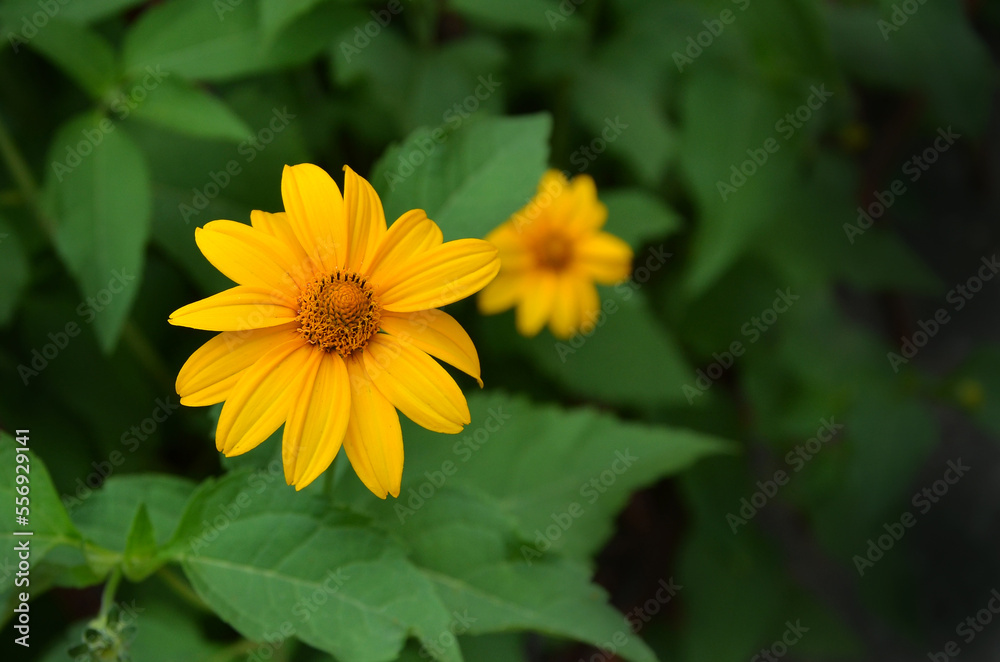 Summer blooming yellow flower Heliopsis Tuscan Gold (False Sunflower) with green leaves .Close up photo outdoors. Gardening, growing flowers concept. Summer blooming yellow flower Heliopsis Tuscan Gold (False Sunflower) with green leaves .Close up photo outdoors. Gardening, growing flowers concept.