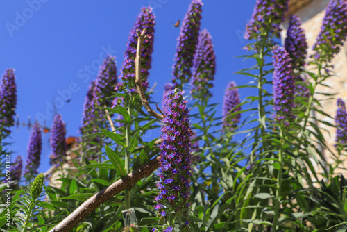 Pride Of Madeira flowers (Echium candicans) with flying bees and blue sky in a mountain village in France