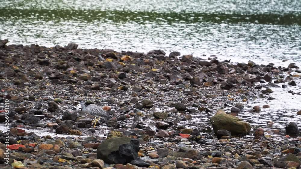Waterbird wandering around looking for food in a Lake in New Zealand. pebbles and stones next to the water Waterbird wandering around looking for food in a Lake in New Zealand. pebbles and stones next to the water