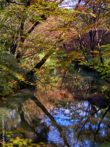 Fototapeta Naklejka Na Ścianę i Meble -  forest trees in colorful autumn         