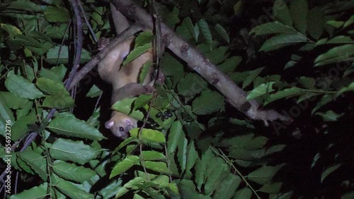 Kinkajou (Potos flavus) feeding at night in Costa Rica. photo