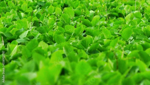 Field of soybeans from land that was once part of the Brazilian savanna or cerrado photo