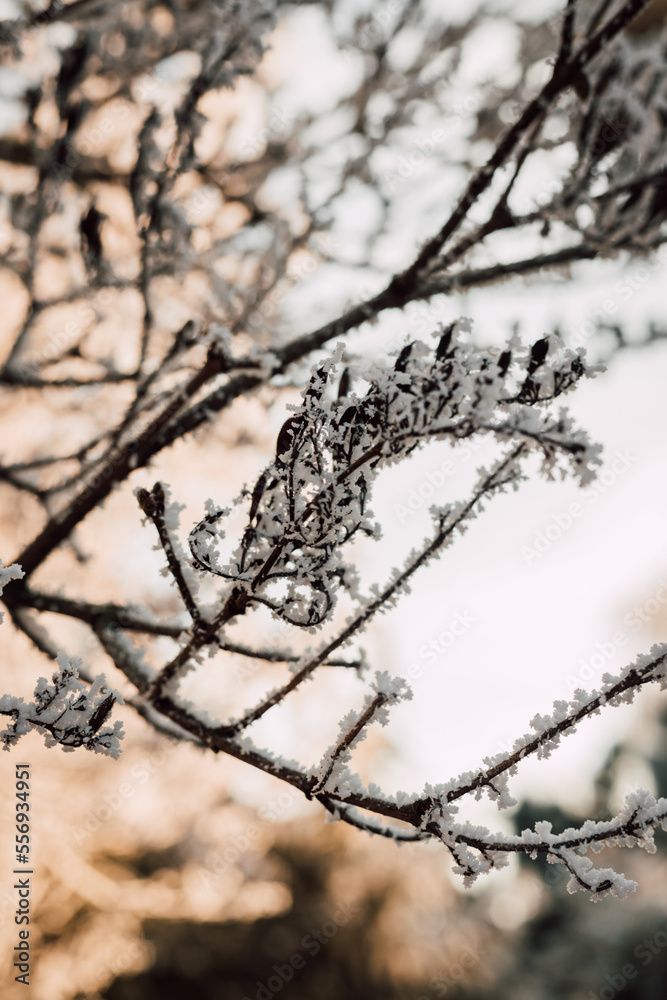 Snow on tree branches. Frost on tree branches. Winter landscape Snow on tree branches. Frost on tree branches. Winter landscape