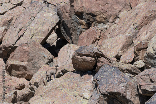 Among the rocks, the Alpine chamois in the summer season (Rupicapra rupicapra)