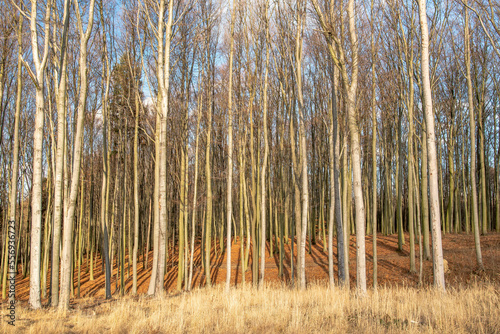 Fototapeta Naklejka Na Ścianę i Meble -  Forest of beech in the autumn in nice sunny day