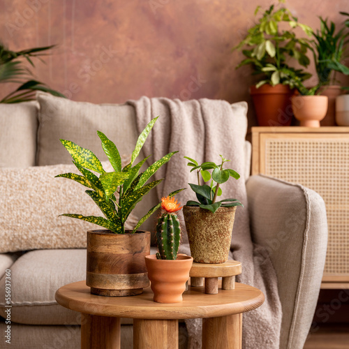 Stylish composition of creative spacious living room interior with plants, sofa, coffee table, rattan chest of drawers and stylish accessories. Botanical space of a cozy room. Brown walls. Template.