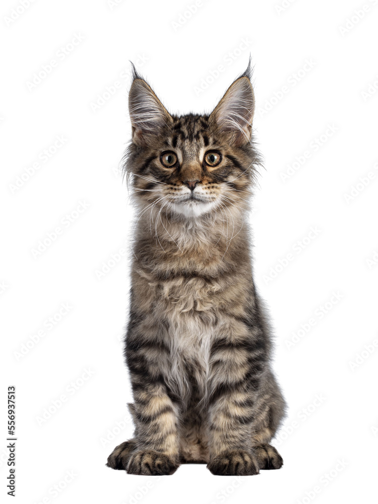 Fototapeta premium Cute brown tabby Maine Coon cat kitten, sitting up facing front. Looking towards camera. Isolated cutout on transparent background.