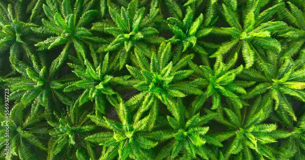 High angle video (Top-view) palm oil plantation beautiful green space rich agricultural plants High angle video (Top-view) palm oil plantation beautiful green space rich agricultural plants