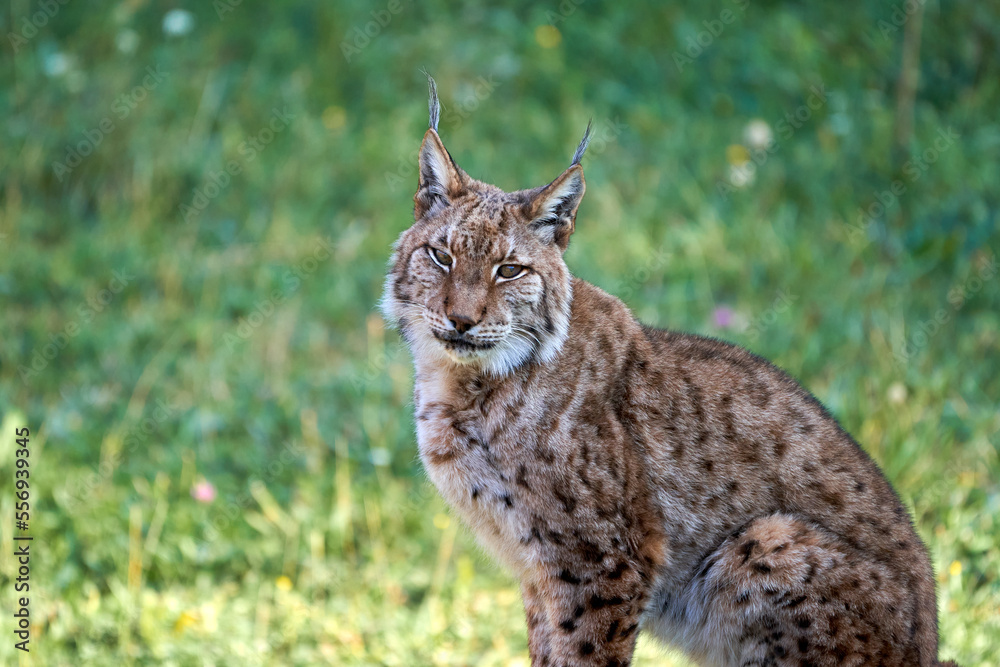 Beautiful close portrait of a Boreal lynx looking at camera with a grass background in Cabarceno, Cantabria, Spain, Europe Beautiful close portrait of a Boreal lynx looking at camera with a grass background in Cabarceno, Cantabria, Spain, Europe