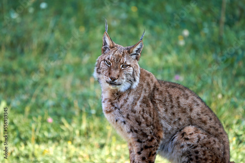 Beautiful close portrait of a Boreal lynx looking at camera with a grass background in Cabarceno, Cantabria, Spain, Europe