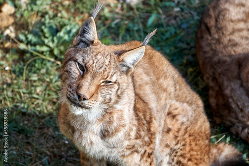 Beautiful medium long shot portrait of a Boreal lynx looking straight at the camera with grass in the background, in Cabarceno, Cantabria, Spain, Europe
