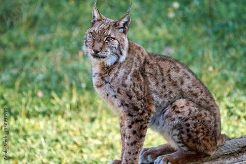 Beautiful portrait of a Boreal lynx sitting on a tree trunk looking slightly up in Cabarceno, Cantabria, Spain, Europe