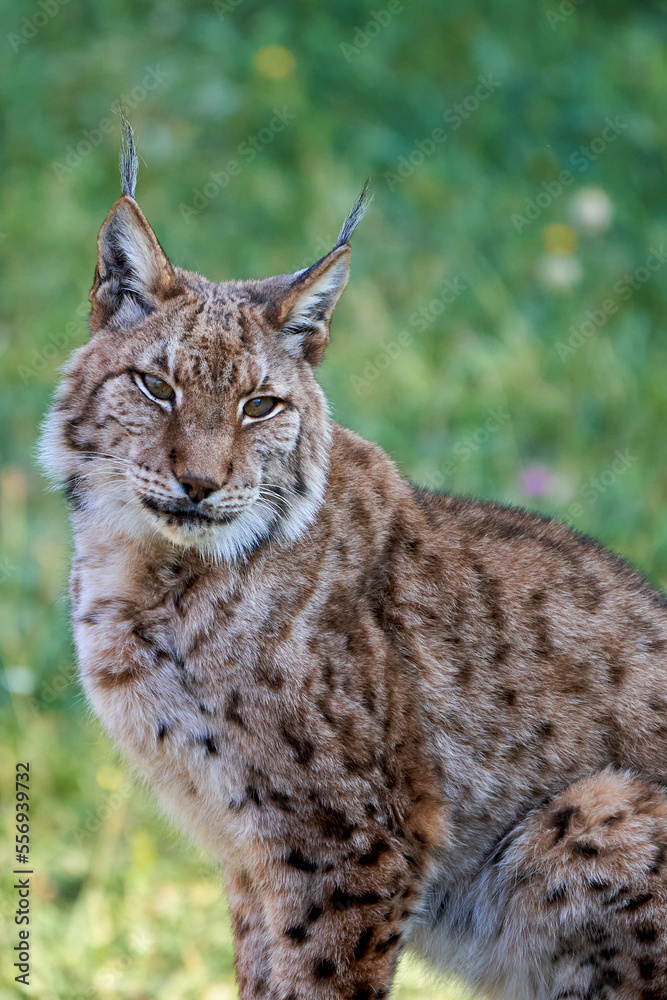 Obraz premium Beautiful vertical close up portrait of a Boreal Lynx looking straight ahead with a grassy background in Cabarceno, Cantabria, Spain, Europe