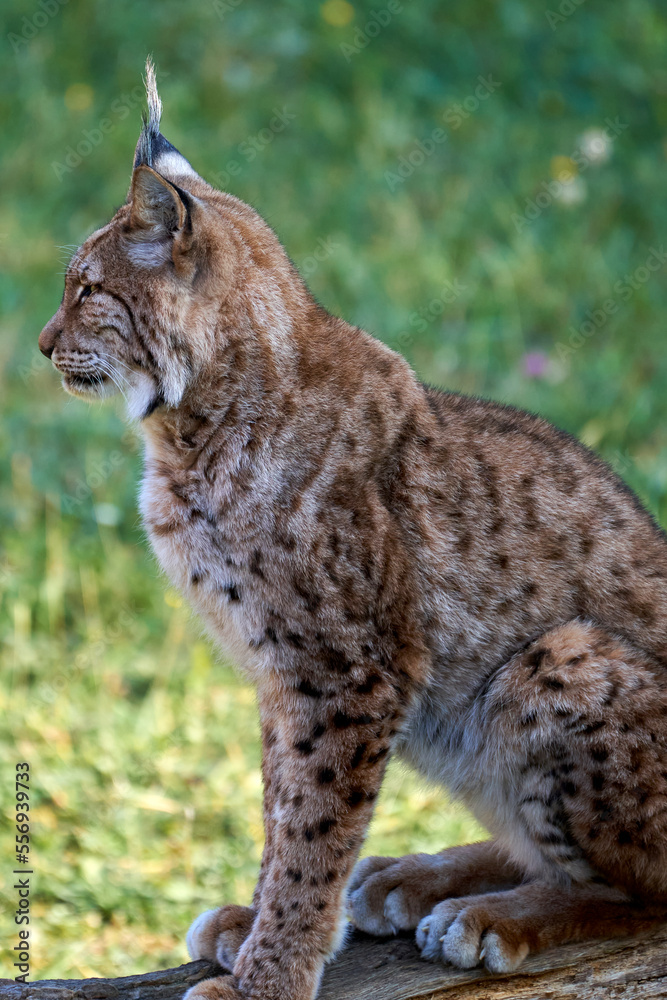 Obraz premium Beautiful vertical close portrait of a Boreal lynx looking to the side sitting on a tree trunk with a grassy background in Cabarceno, Cantabria, Spain, Europe