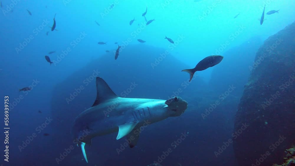 a calm and lonely hammerhead shark swimming over camera close to a reef a calm and lonely hammerhead shark swimming over camera close to a reef