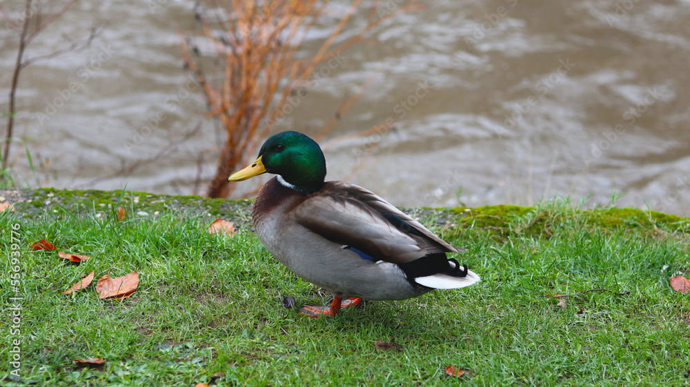 Duck with river and branch in the backround Duck with river and branch in the backround