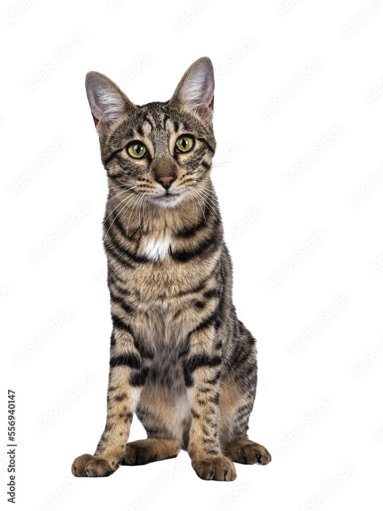 Cute young Savannah F7 cat, sitting facing front. Looking at camera with green / yellow eyes. Isolated cutout on a transparent background.