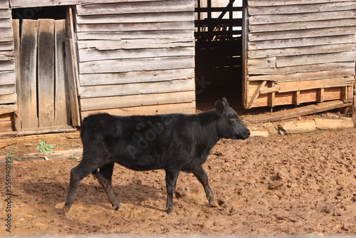 Cow in a barn yard
