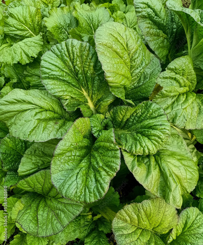 Mustard leaves in a garden Mustard leaves in a garden