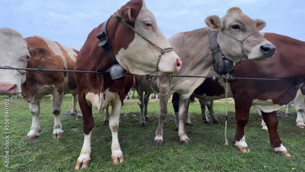 Beautiful brown cows tied with chains at livestock fair Beautiful brown cows tied with chains at livestock fair