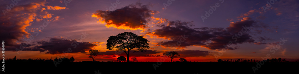 Panorama Beautiful african red and orange sunset with silhouettes of acacia trees and sun setting on the horizon in the Serengeti Park plains, Tanzania, Africa.Wild safari landscape.