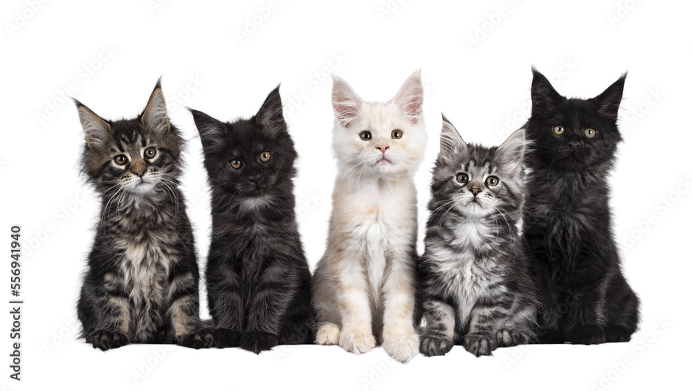 Row of five Maine Coon cat kittens, sitting beside each other on a row. Al looking towards camera. Isolated cutout on transparent background.