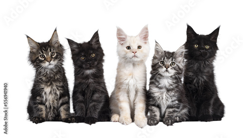 Fototapeta Naklejka Na Ścianę i Meble -  Row of five Maine Coon cat kittens, sitting beside each other on a row. Al looking towards camera. Isolated cutout on transparent background.