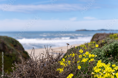 Yellow Flowers in Half Moon Bay State Beach in California, USA