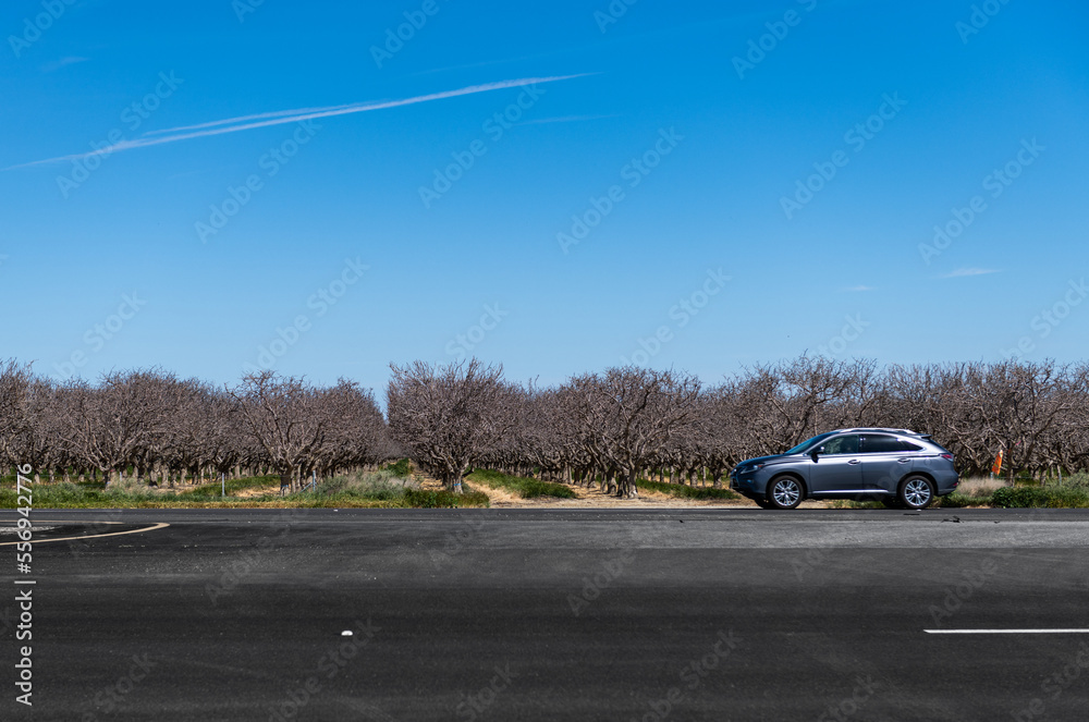 Pistachios and Almonds field in California, United States. Pistachio trees in rural commercial orchard