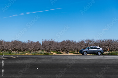 Pistachios and Almonds field in California, United States. Pistachio trees in rural commercial orchard © Mindaugas Dulinskas