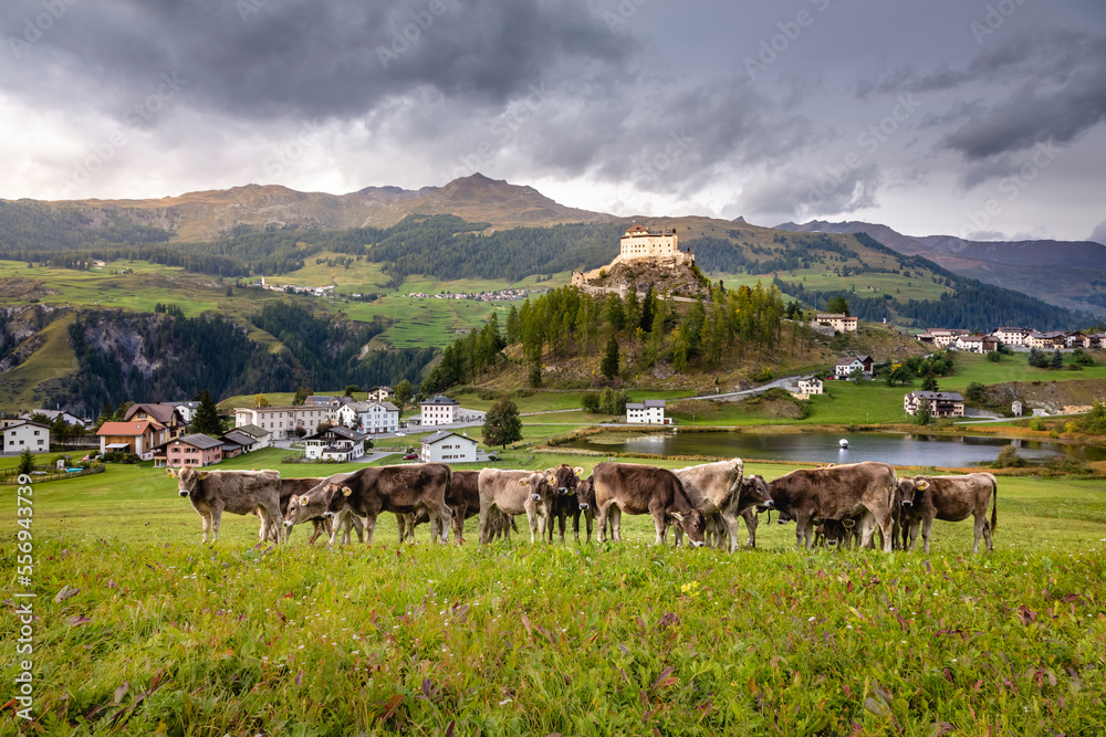 Cows herding and Idyllic Scuol Tarasp village, Engadine, Swiss Alps, Switzerland
