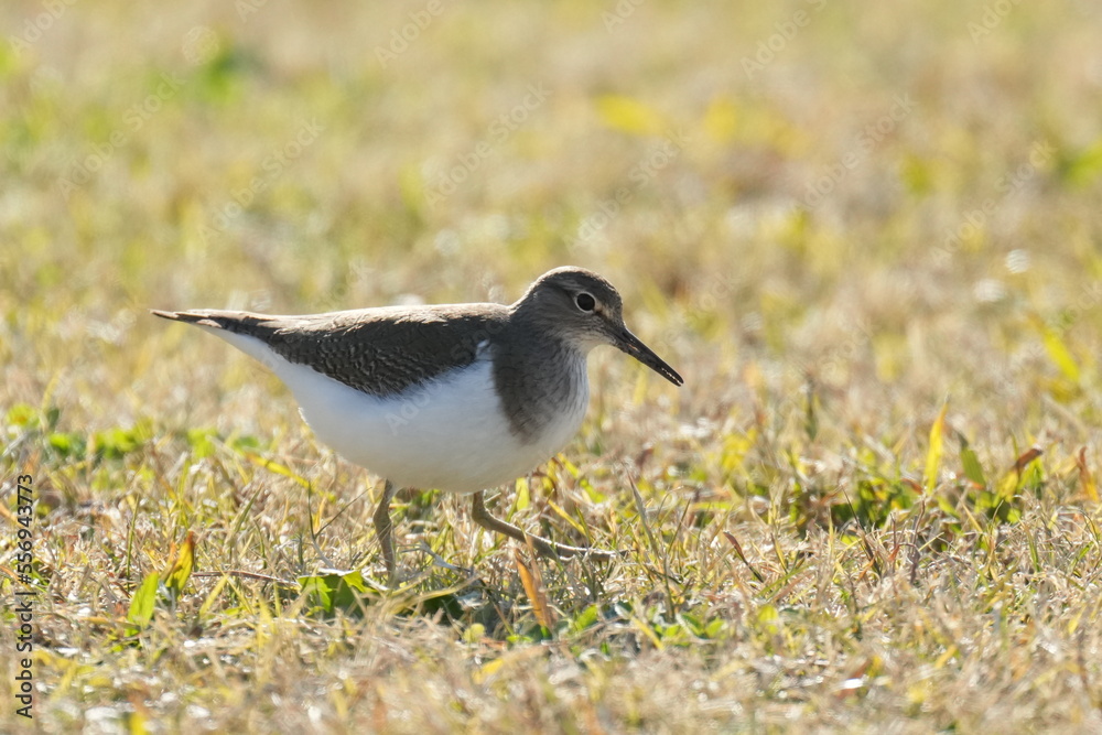 sandpiper on a grass field sandpiper on a grass field