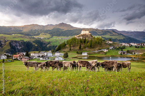 Obraz na płótnie Cows herding and Idyllic Scuol Tarasp village, Engadine, Swiss Alps, Switzerland w salonie