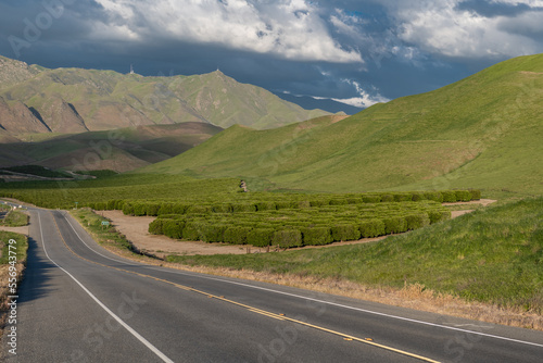 Olive Plantation in Bakersfield, California. Beautiful Sunset Light. USA