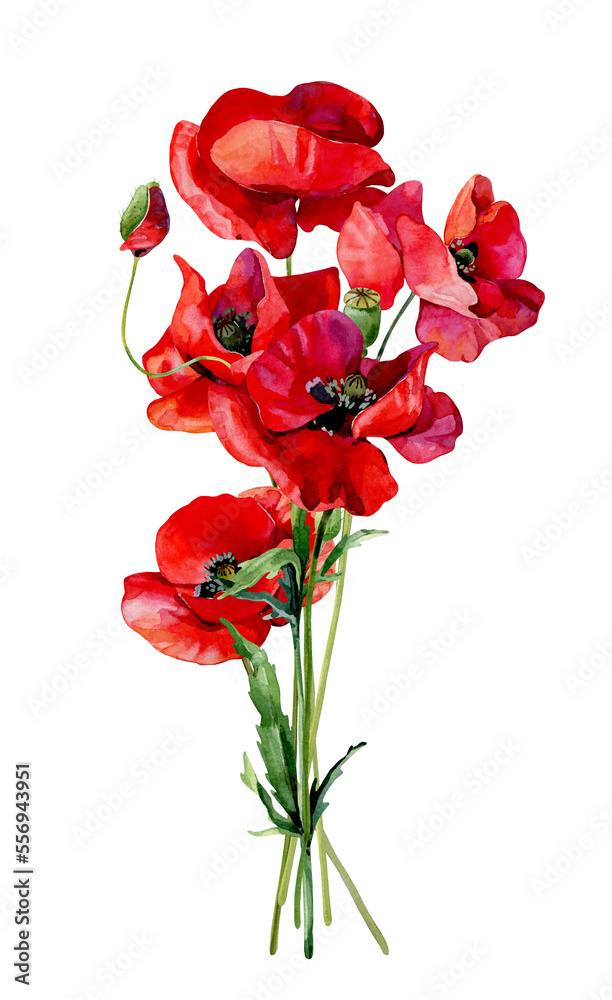 Watercolor small bouquet of scarlet poppies and buds Watercolor small bouquet of scarlet poppies and buds