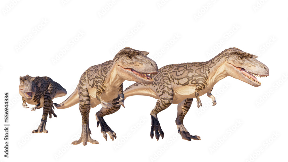 Obraz premium Albertosaurus PNG. Dinosaur Albertosaurus on a blank PNG high resolution background.