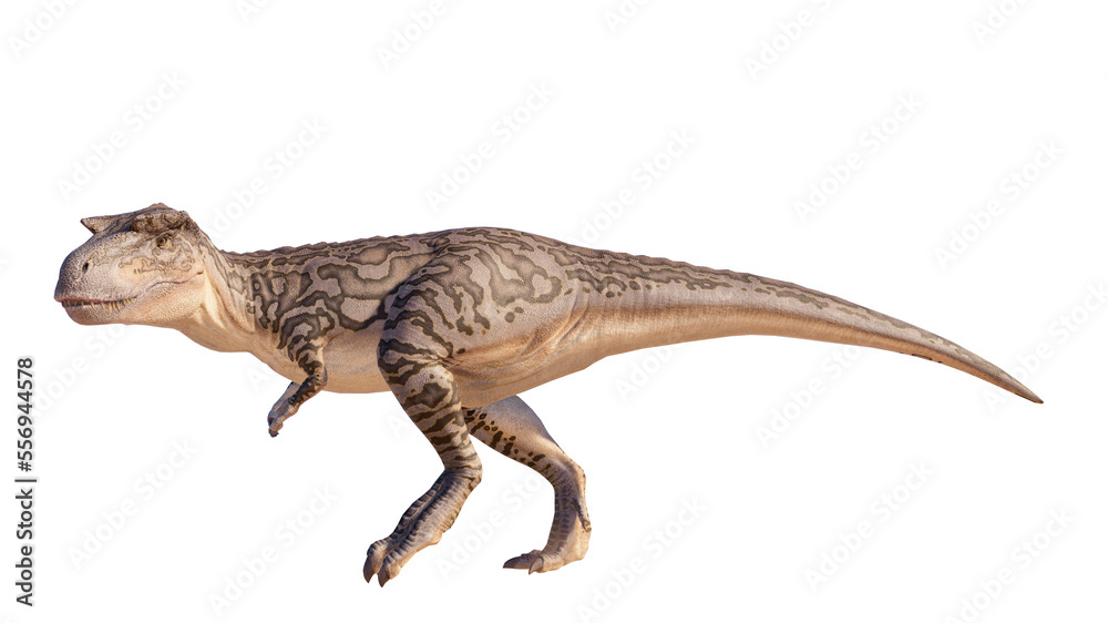 Albertosaurus PNG. Dinosaur Albertosaurus on a blank PNG high resolution background. Albertosaurus PNG. Dinosaur Albertosaurus on a blank PNG high resolution background.