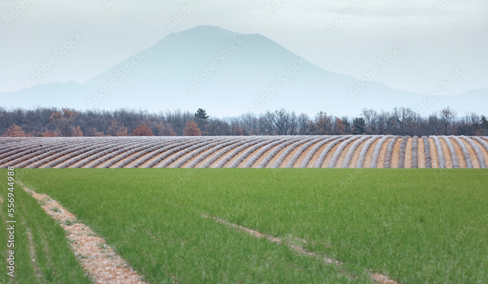 Fototapeta premium plateau de Valensole, Champ de lavande et jeune pousse de céréale